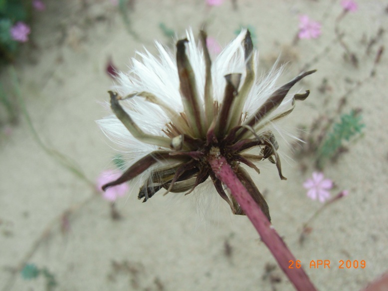 Sonchus bulbosus / Radicchiella bulbosa